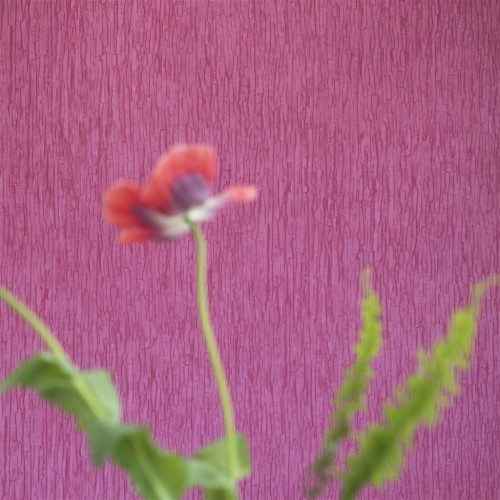 Обои Designers Guild Casablanca Sashiko Fuchsia PDG1040/10 Обои Designers Guild Casablanca Sashiko Fuchsia PDG1040/10