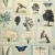 Обои John Derian Picture Book Flora And Fauna PJD6001/02