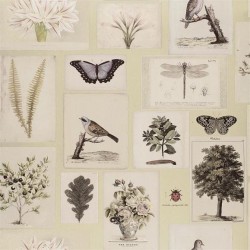 Обои John Derian Picture Book Flora And Fauna PJD6001/03