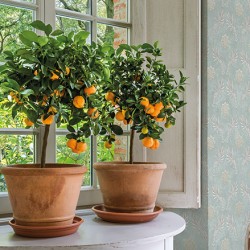 Обои Loymina Tondo Td2 006