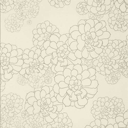 Обои Paint and Paper Library Tresco Aeonium Wattle 0393AEWATTL