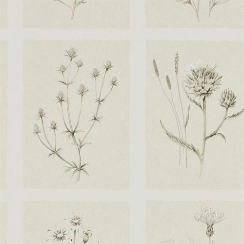 Обои Sanderson Embleton Bay Little Thistles 216511 Обои Sanderson Embleton Bay Little Thistles 216511