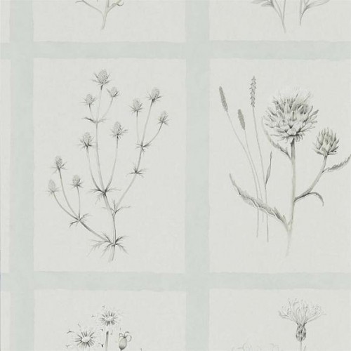 Обои Sanderson Embleton Bay Little Thistles 216513