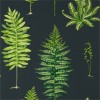 Обои Sanderson The Glasshouse Fernery 216634