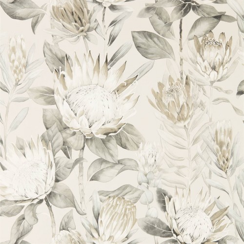 Обои Sanderson The Glasshouse King Protea 216647 Обои Sanderson The Glasshouse King Protea 216647