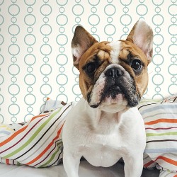 Обои Waverly Stripes SV2741