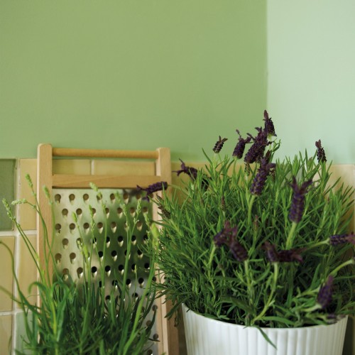 Краска Little Greene цвет Pea Green 91 Absolute Matt 0,25 л
