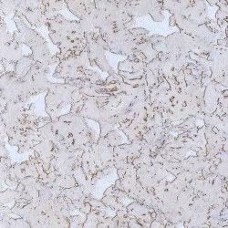 Пробковая стеновая панель IberCork Лерида Невада 600×300×3