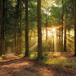 Фреска Ortograf ECO Бархат FX индивидуальное изображение 1