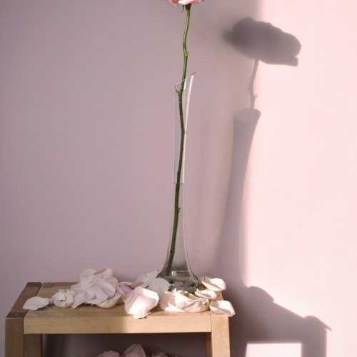 Краска Lanors Mons цвет Французский розовый French pink 195 Interior 0,2 л