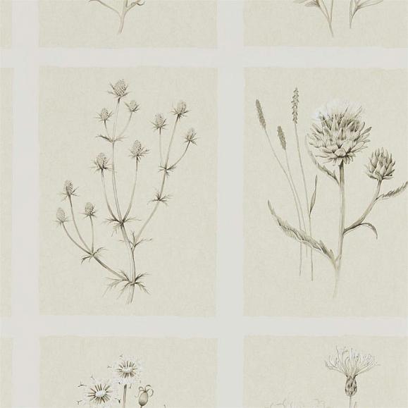 Обои Sanderson Embleton Bay Little Thistles 216511 Обои Sanderson Embleton Bay Little Thistles 216511