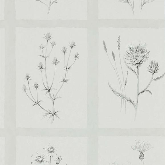 Обои Sanderson Embleton Bay Little Thistles 216512