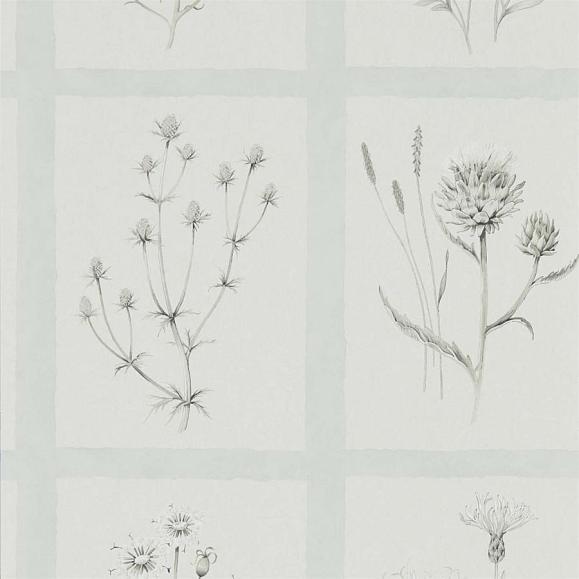 Обои Sanderson Embleton Bay Little Thistles 216513