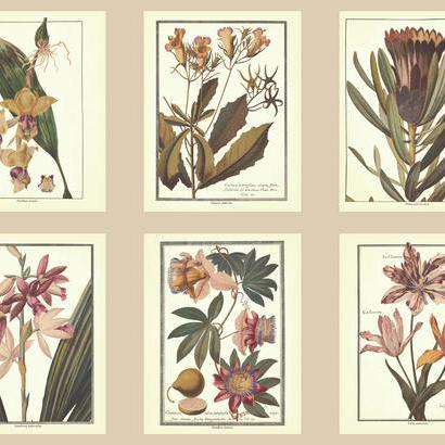 Обои Ashford House Toiles II AF1933 Обои Ashford House Toiles II AF1933