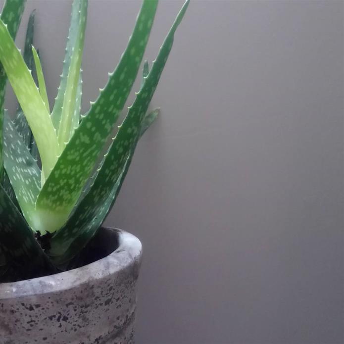 Краска Farrow & Ball цвет Peignoir 286 Full Gloss 2,5 л фото в интерьере Краска Farrow & Ball цвет Peignoir 286 Full Gloss 2,5 л фото в интерьере