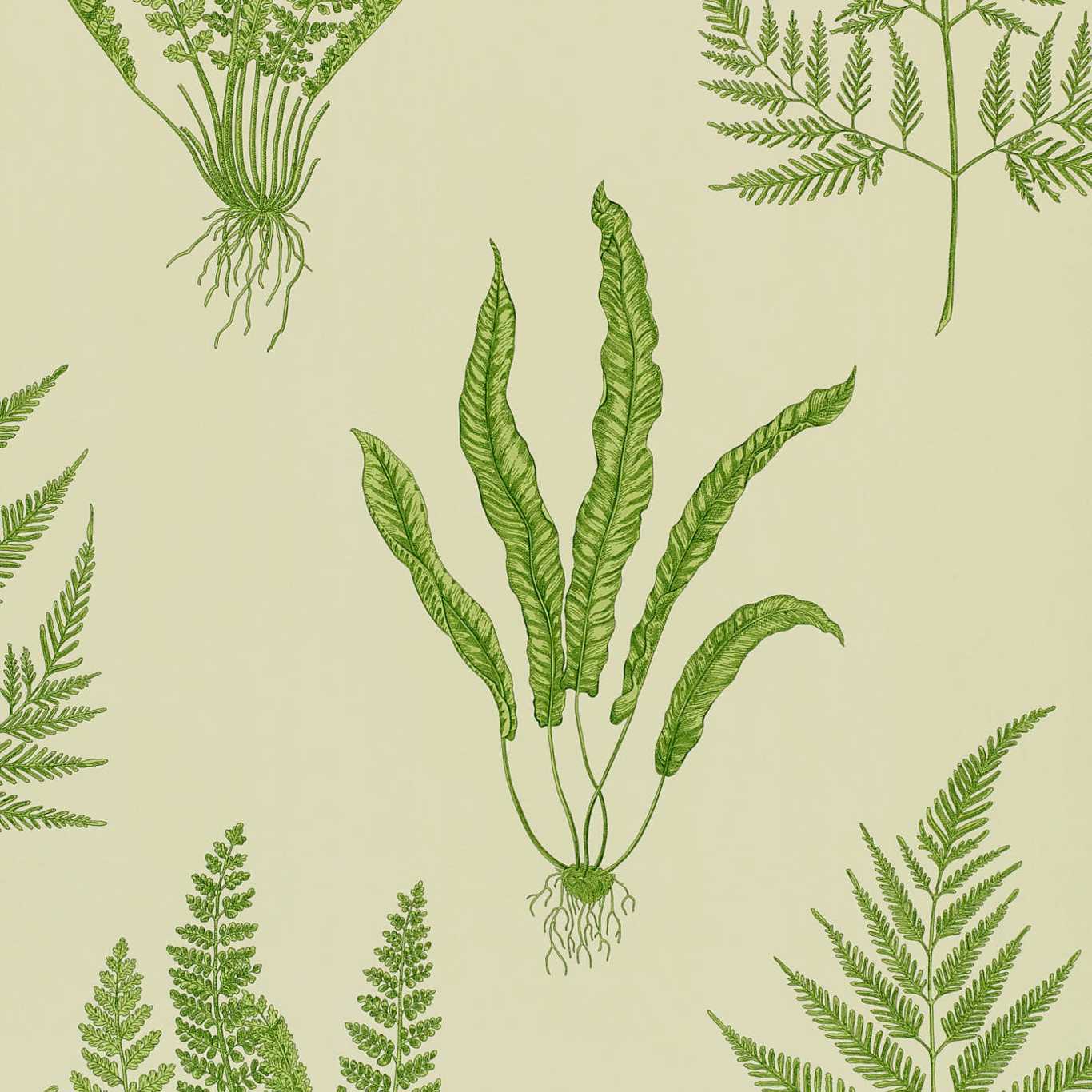 Обои Sanderson One Sixty Woodland Ferns Green DAPGWO102